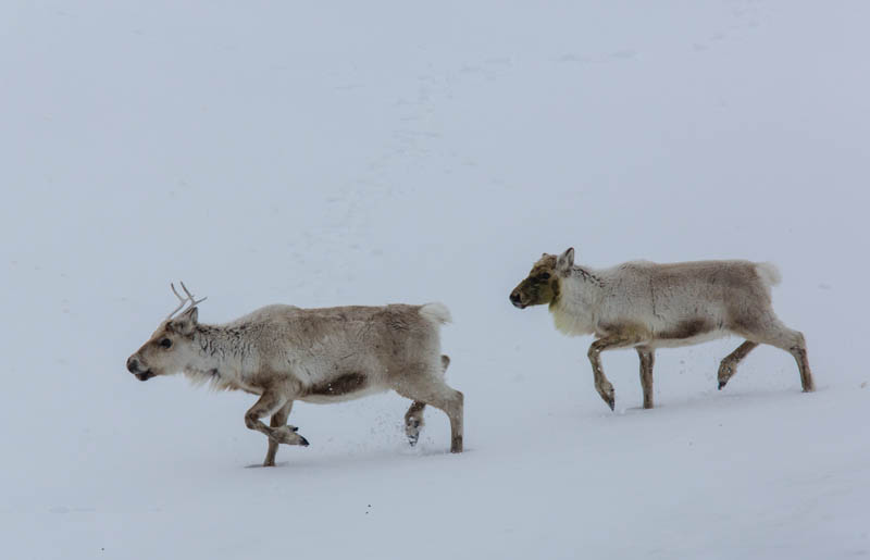 Reindeer