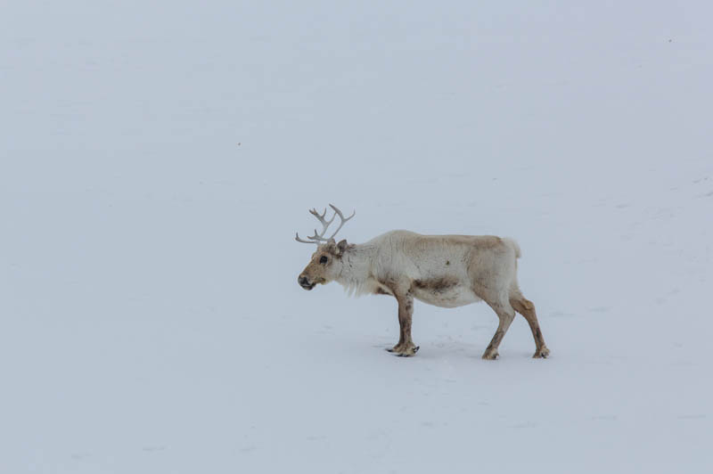 Reindeer