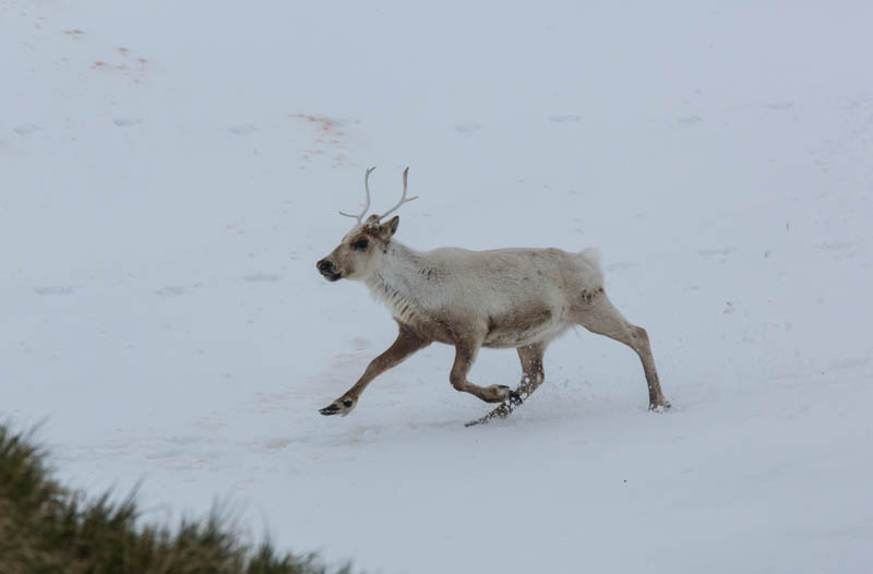 Reindeer