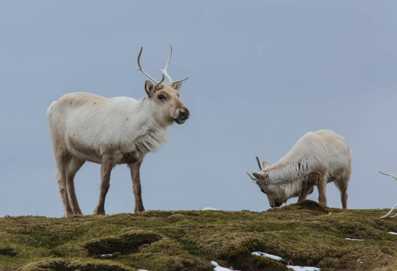 Reindeer