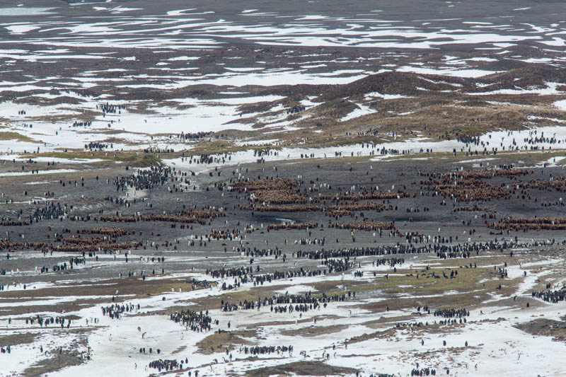 King Penguin Colony