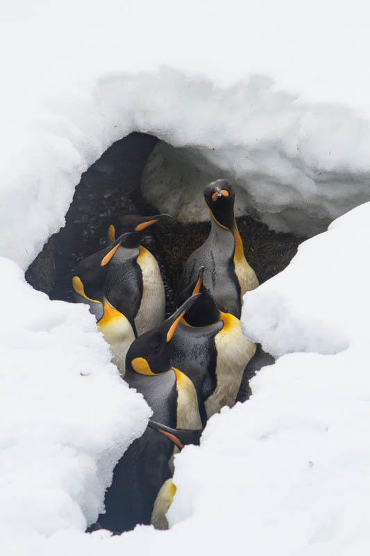 King Penguins