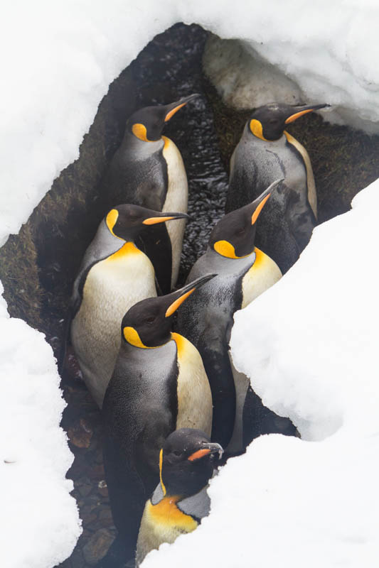 King Penguins