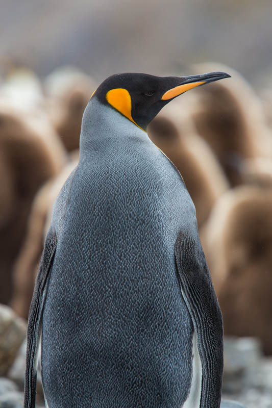 King Penguin