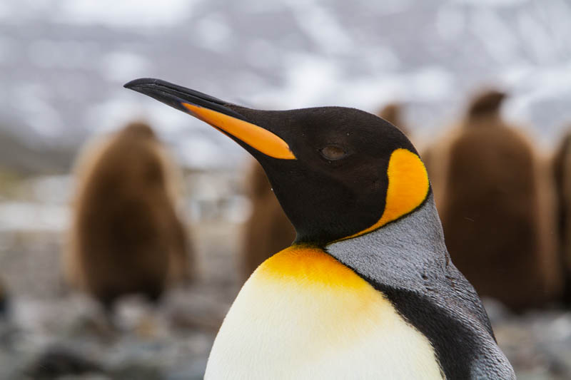 King Penguin