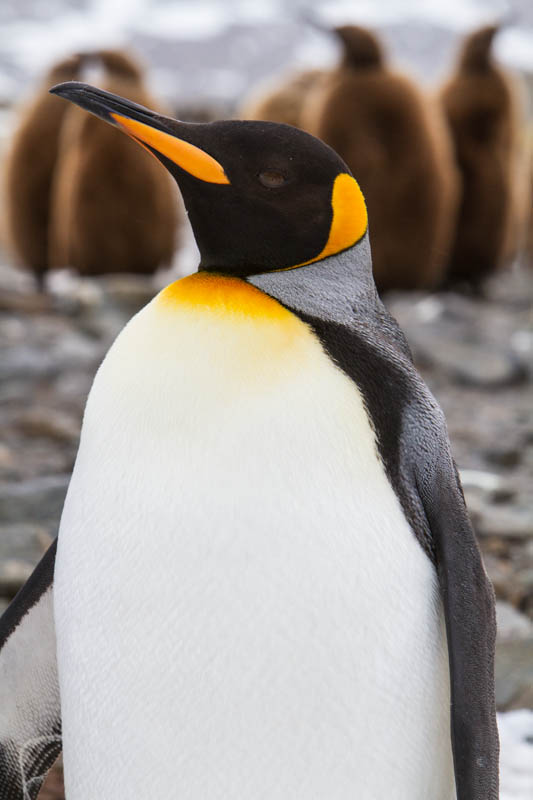 King Penguin