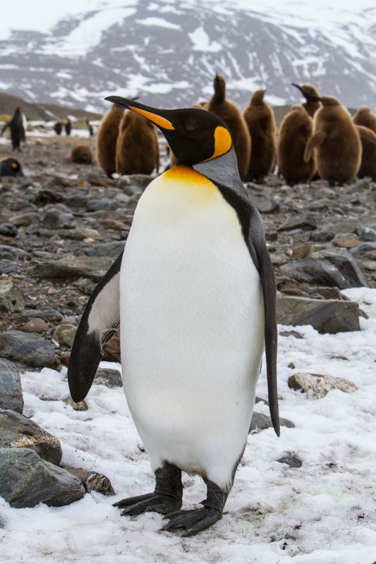 King Penguin