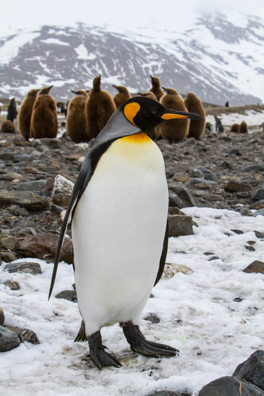 King Penguin