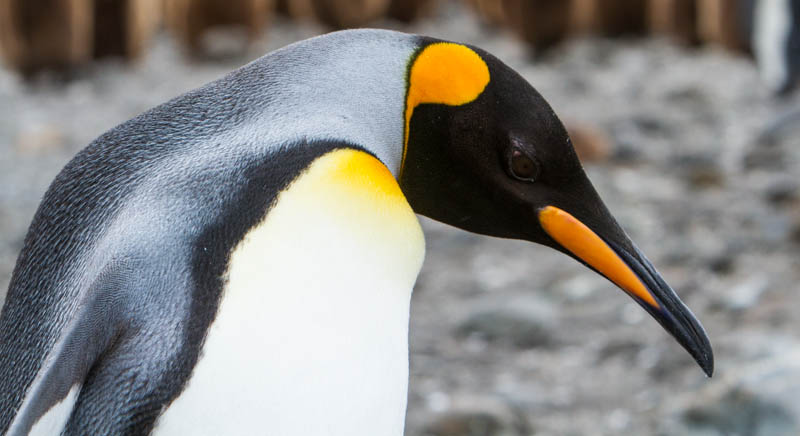 King Penguin