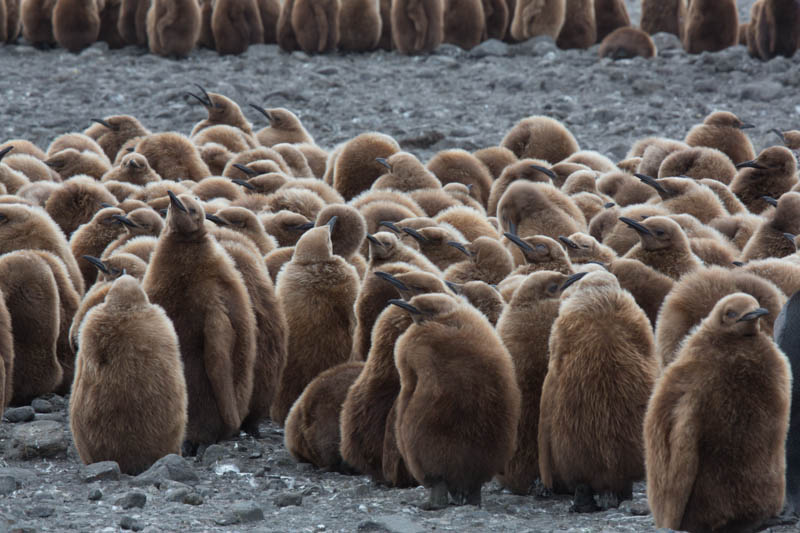 King Penguin Chicks