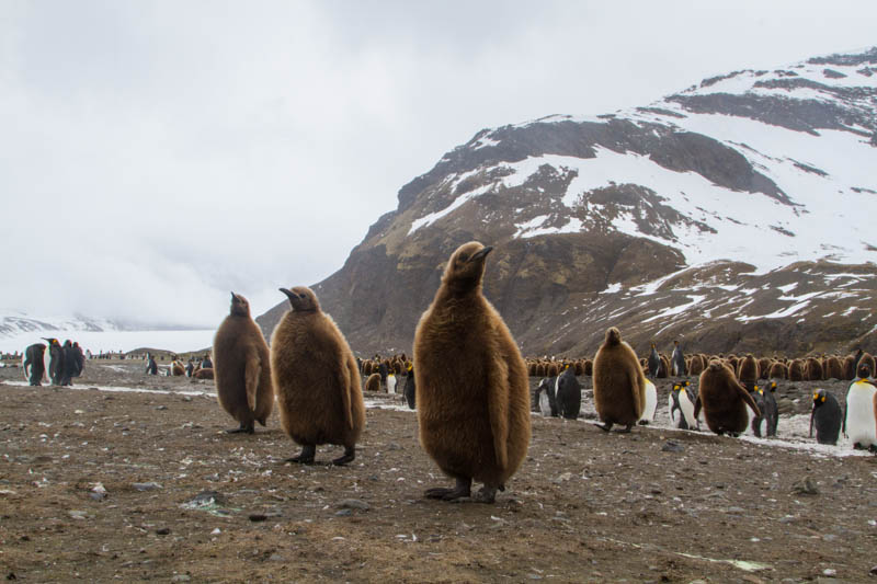 King Penguin Chicks