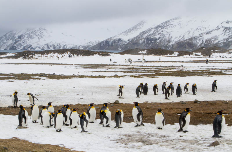 King Penguins