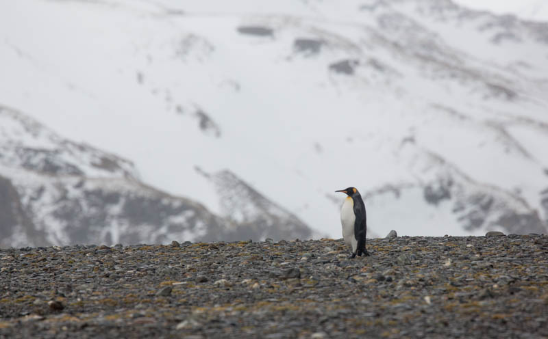 King Penguin