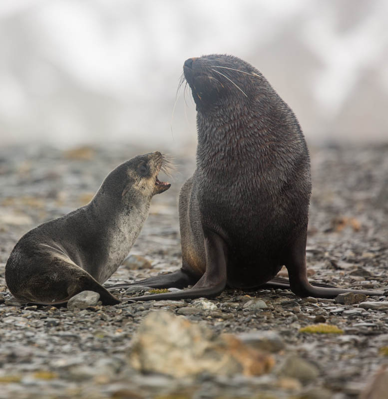 Antarctic Fur Seals