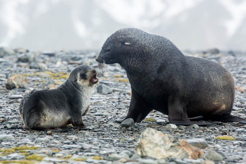 Antarctic Fur Seals