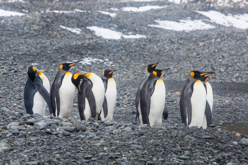 King Penguins