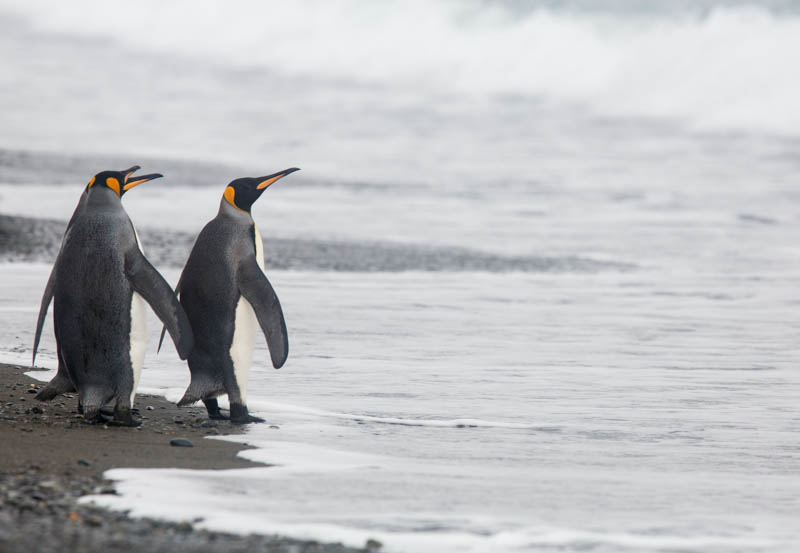 King Penguins In Surf