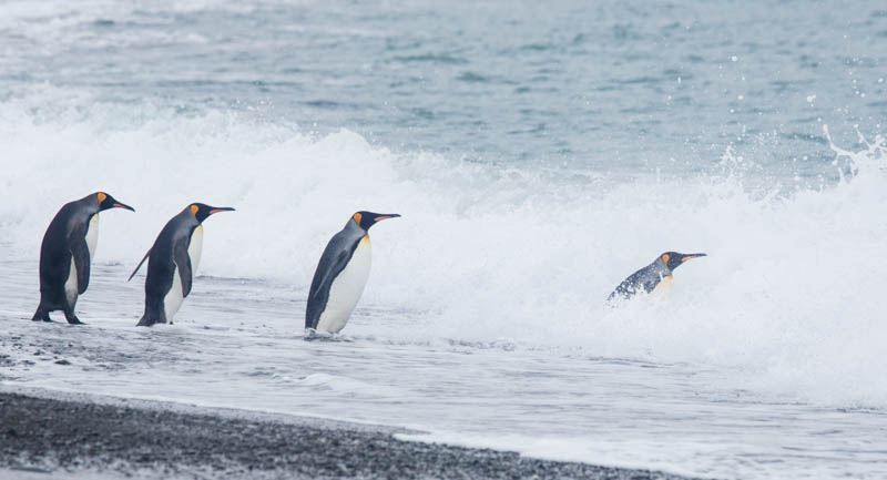 King Penguins In Surf