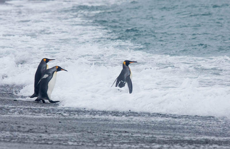 King Penguins In Surf