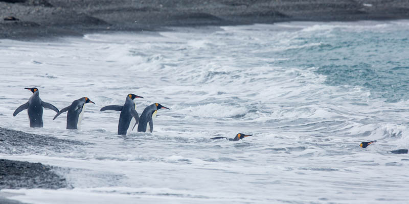 King Penguins In Surf