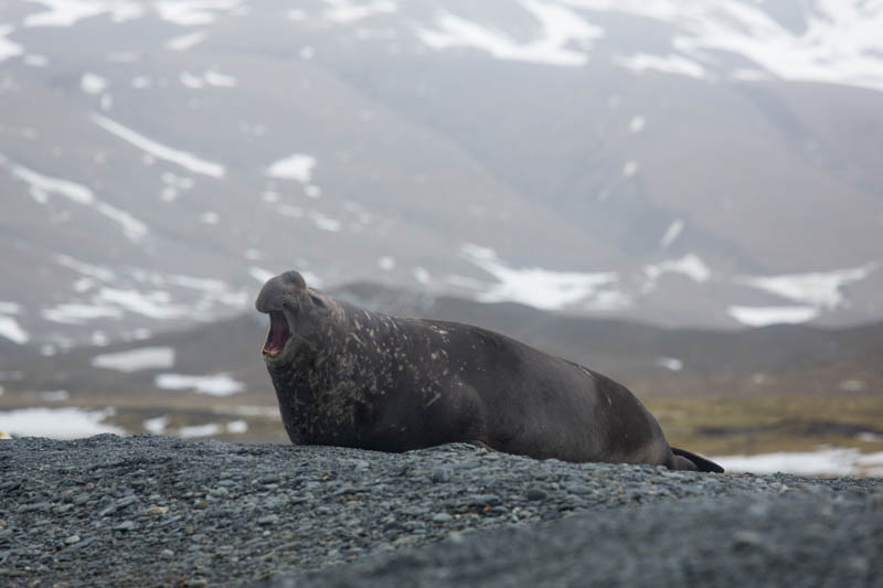 Southern Elephant Seal