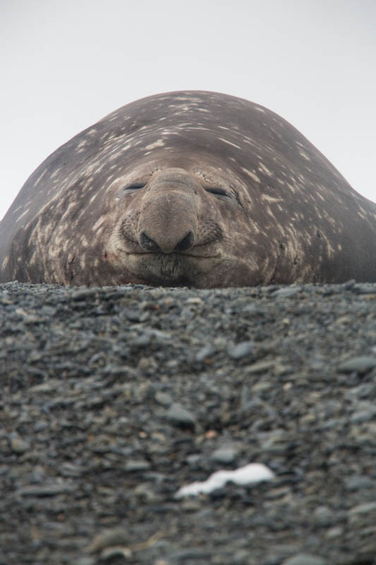 Southern Elephant Seal