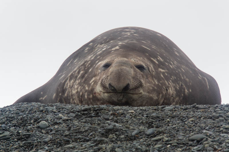 Southern Elephant Seal