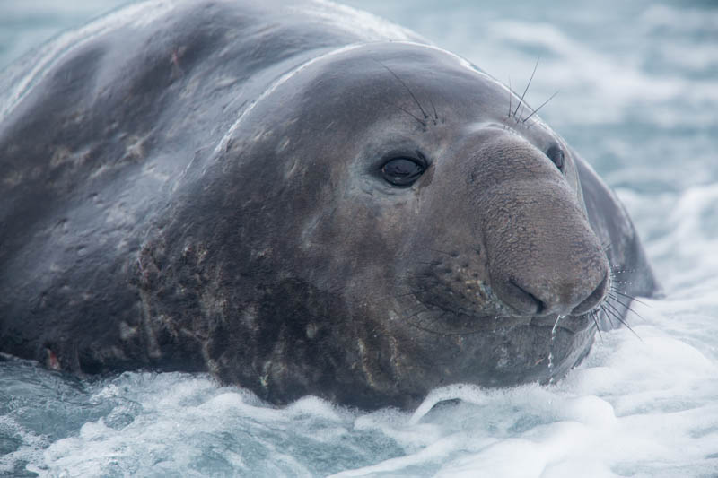 Southern Elephant Seal In Surf