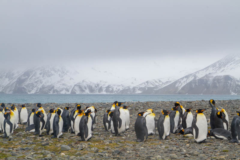 King Penguins