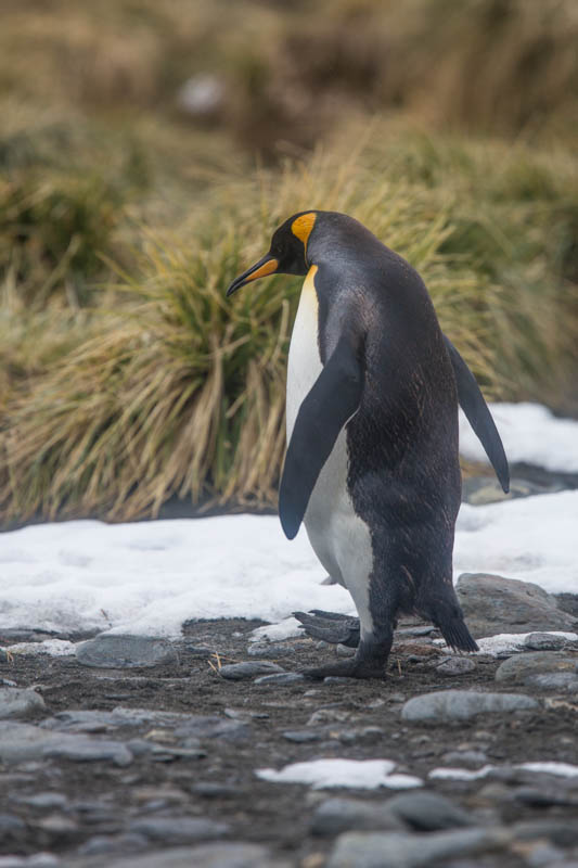 King Penguin