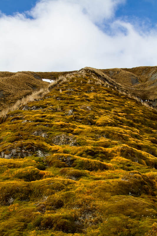 Moss Covered Hillside