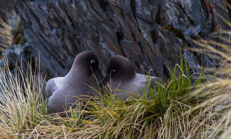 Light-Mantled Sooty Albatross