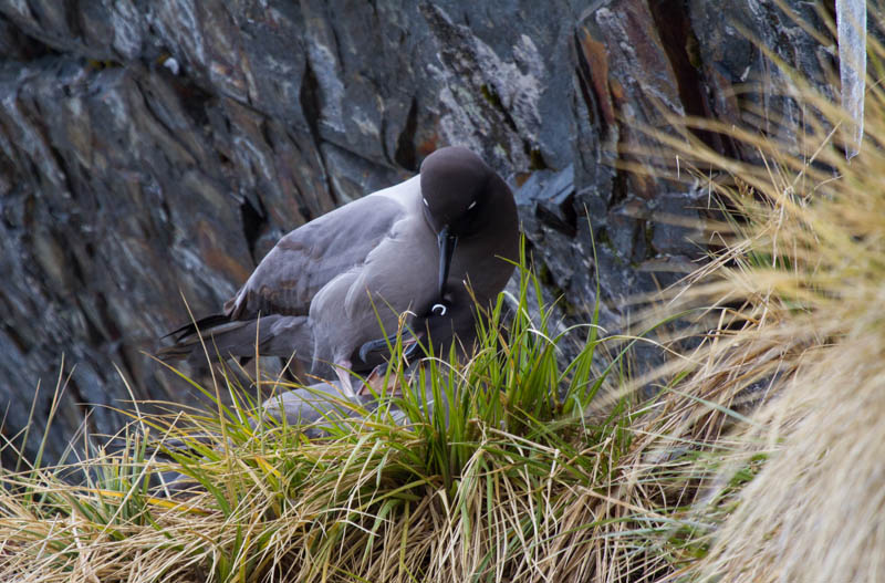 Light-Mantled Sooty Albatross Mating