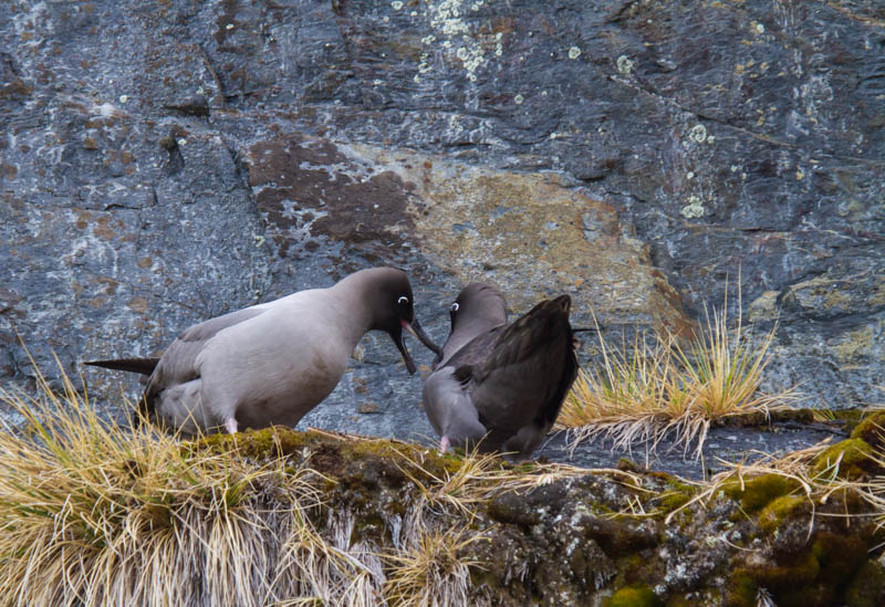 Light-Mantled Sooty Albatross