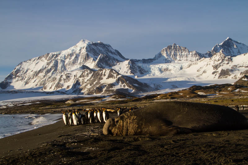 Southern Elephant Seal And King Penguins On Beach