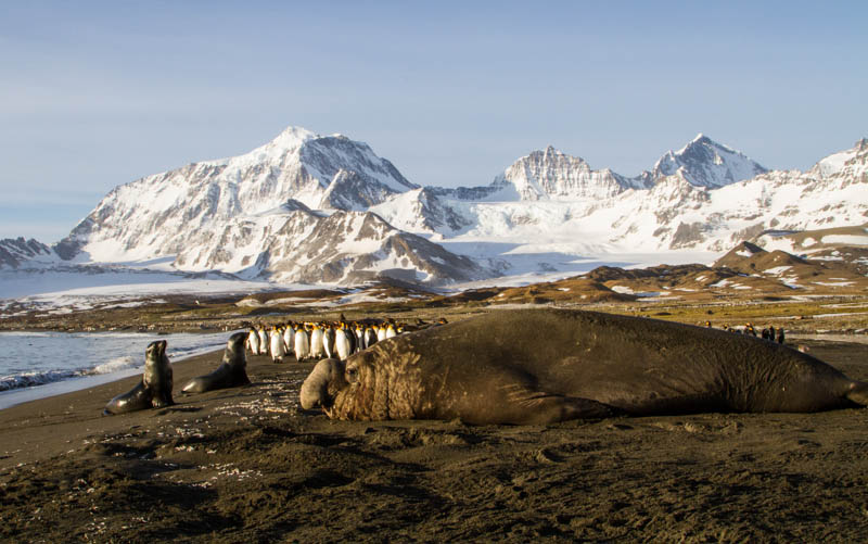 Southern Elephant Seal, Antarctic Fur Seals And King Penguins On Beach