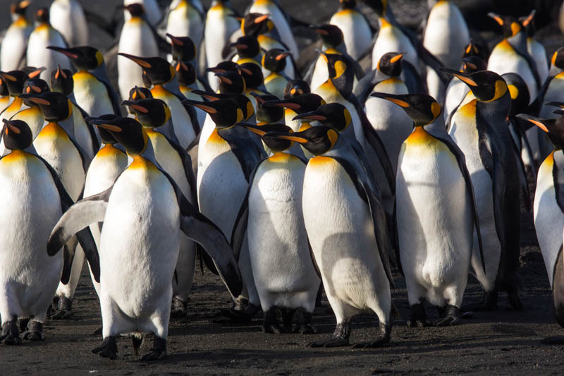 King Penguins