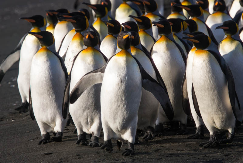 King Penguins