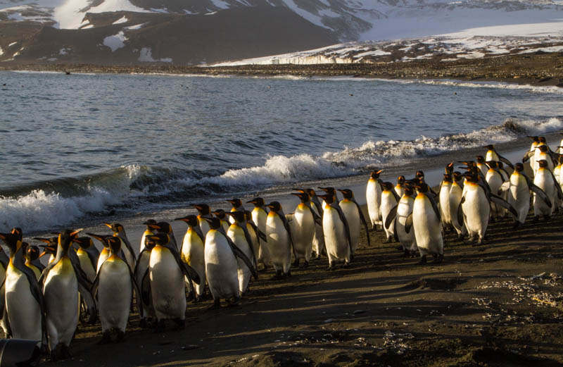 King Penguins On Beach