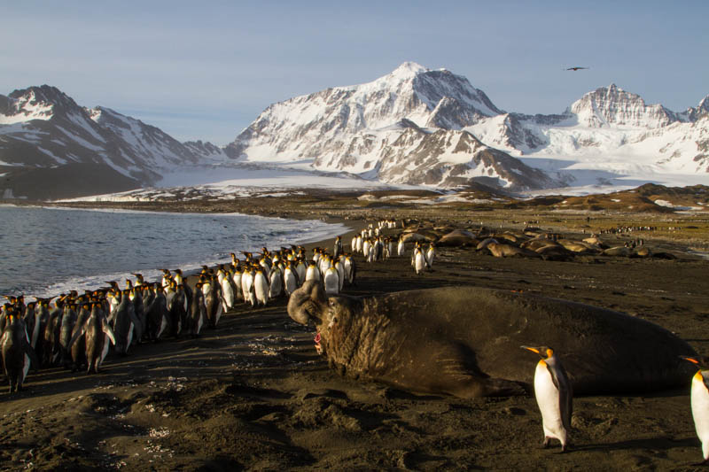 Southern Elephant Seal And King Penguins On Beach