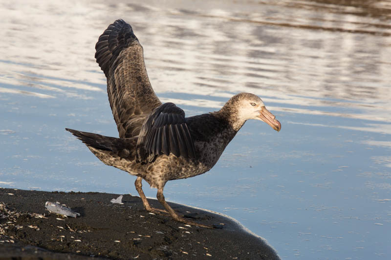 Northern Giant Petrel