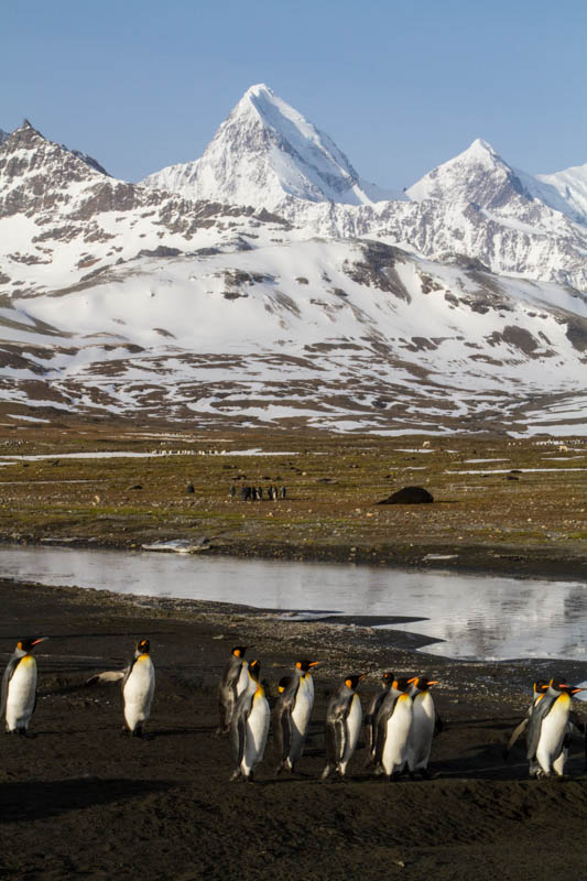 Peaks And King Penguins