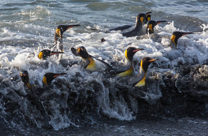 King Penguins In Surf