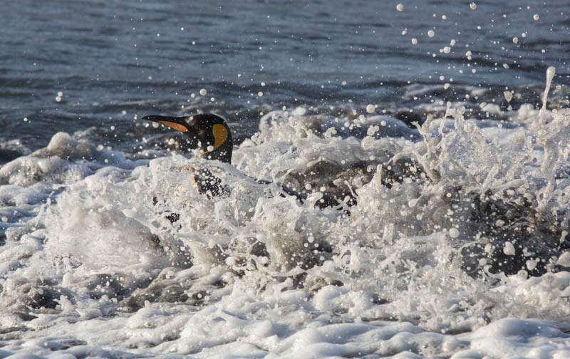 King Penguin In Surf