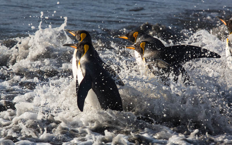 King Penguins In Surf