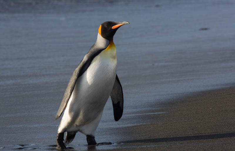 King Penguin