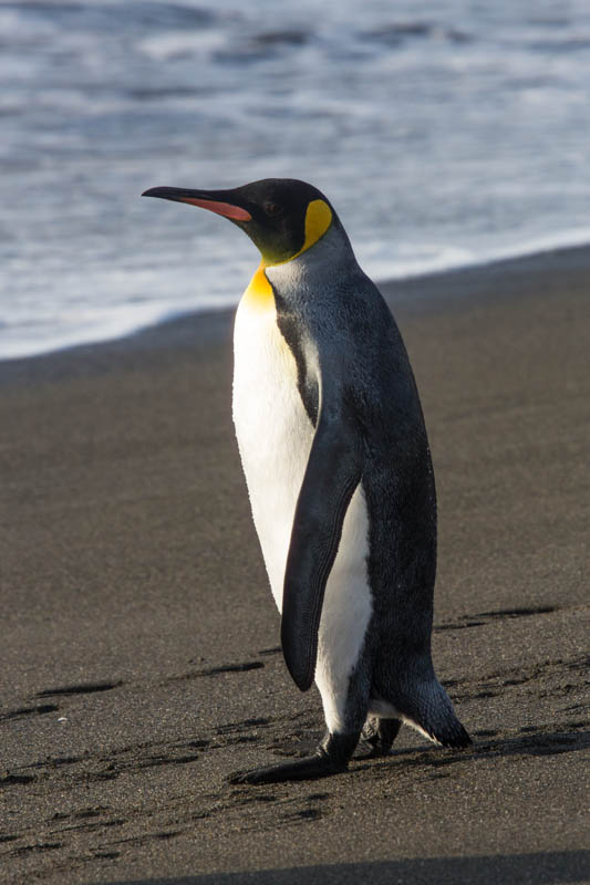 King Penguin