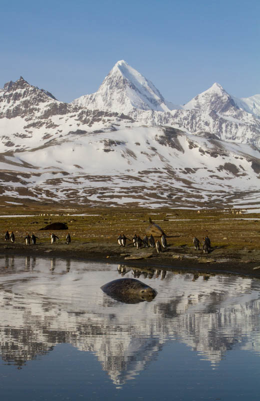 Southern Elephant Seal And Peaks Reflected In Pool