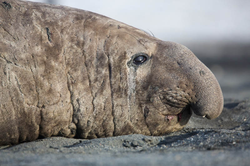 Southern Elephant Seal