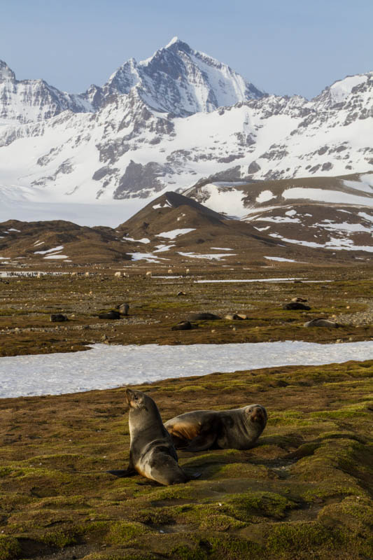 Antarctic Fur Seals And Peaks